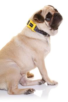 DOOG - Neoprene Dog Collar ODIE Gr. M